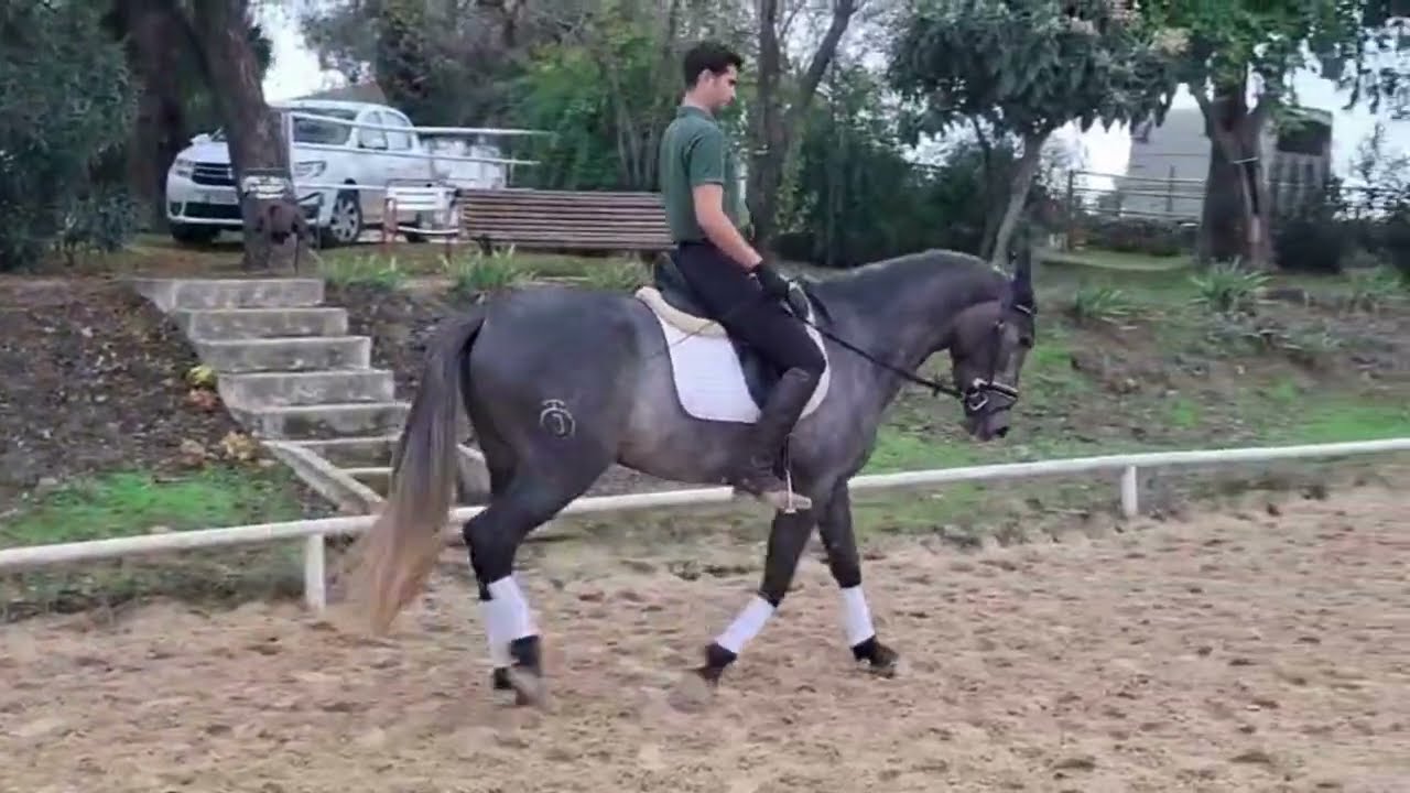PRE mare for Sale – BIBI – Young Prospect (3 y/o – 1.63 m – Ideal for Professional Riders – Spain)