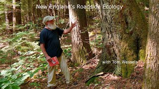 New England's Roadside Ecology with Tom Wessels