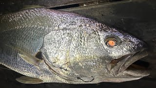 More Swan River Mulloway - Summer 2024