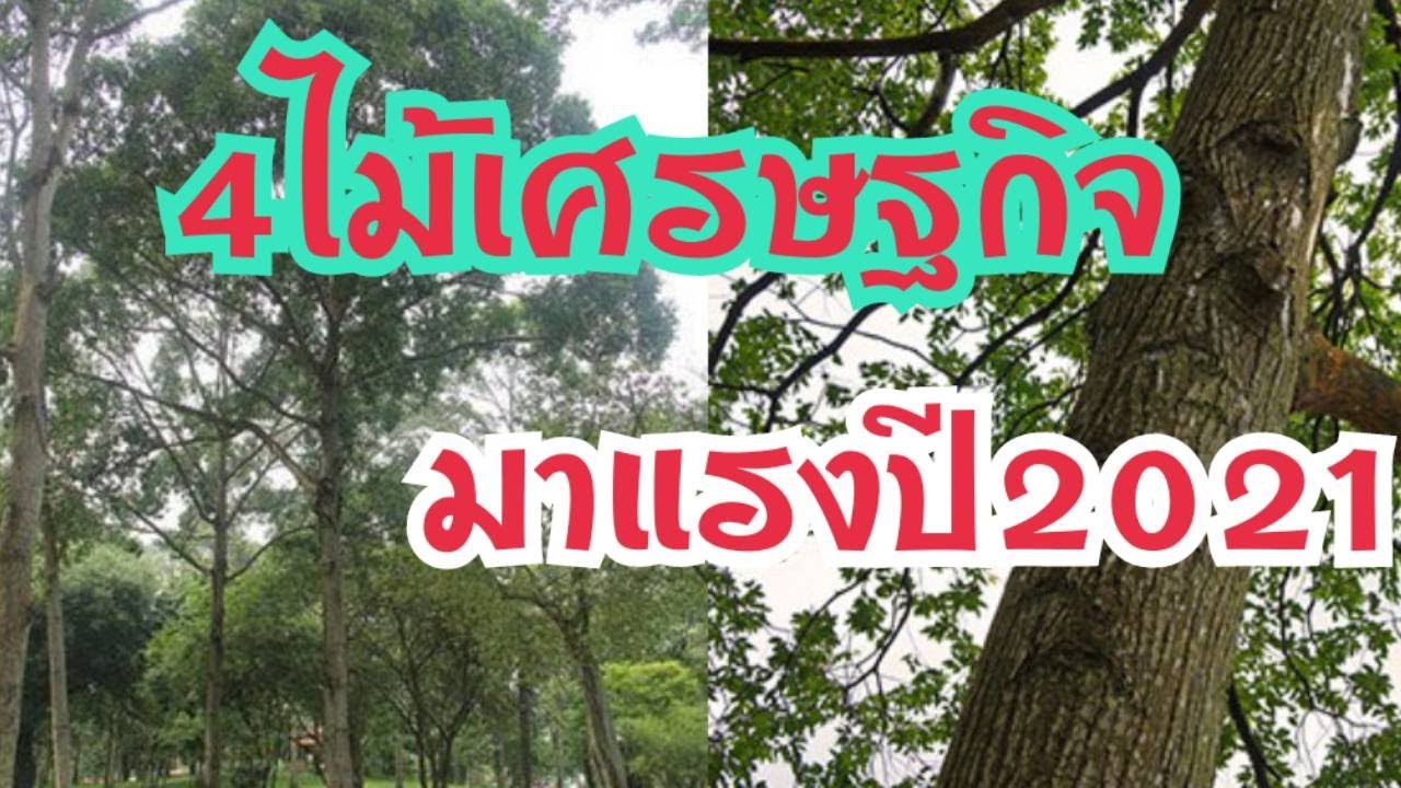 ไม้เศรษฐกิจที่กำลังเป็นที่นิยมปลูกในปี 2021