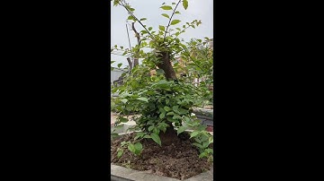 những video cây cảnh đẹp của các nhà vườn 0386700914 giao luư các loại cây cảnh