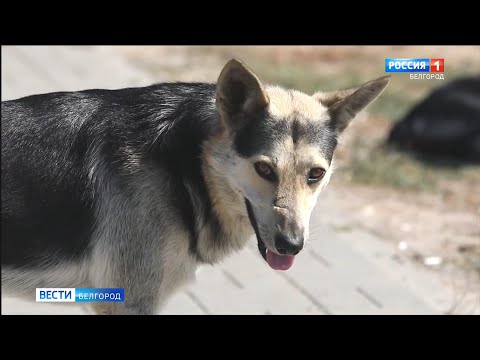 Видео: Могут ли бурундуки заразиться бешенством?