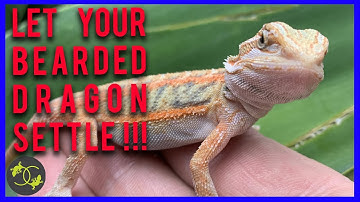 My new Bearded Dragon WON