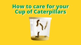 How to Care for Your Cup of Caterpillars | Insect Lore