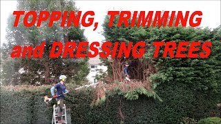 Time Lapse of Our Conifer Trees Being Topped, Reduced and Dressed, March 2019  Ep096
