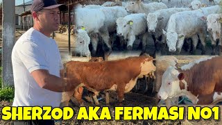 SHERZOD AKA FERMASI AKSIYA AVLIKOL GRENFORD BUQALARGA 50 donaga 1 ta PADARKA.