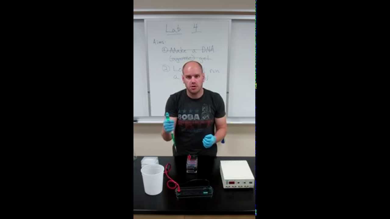 Lab 4 2   Tips for Loading a Gel