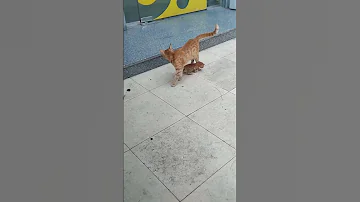 قطه بتعلم ابنها الصغير المشي 