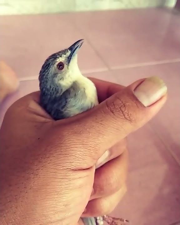burung ciblek anakan,ngeberontak di tangan lgsung bunyi#shorts