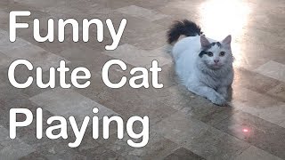 Cute Funny Cat Chasing and Playing with Laser Light, Proper Funny Video by DogKitty 47 views 4 years ago 11 minutes, 49 seconds