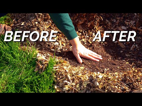 Vídeo: Ajuga Weed Control - Dicas para se livrar das plantas Bugleweed