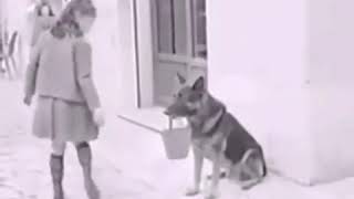 Смотрите, как собак делает ☺