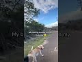 #dogs #doglover
