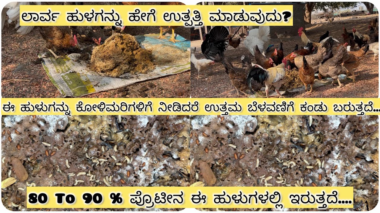 ಲಾರ್ವ ಹುಳಗನ್ನು ಹೇಗೆ ಉತ್ಪತ್ತಿ ಮಾಡುವುದು?80 To 90 % ಪ್ರೊಟೀನ ಈ ಹುಳುಗಳಲ್ಲಿ ಇರುತ್ತದೆ....