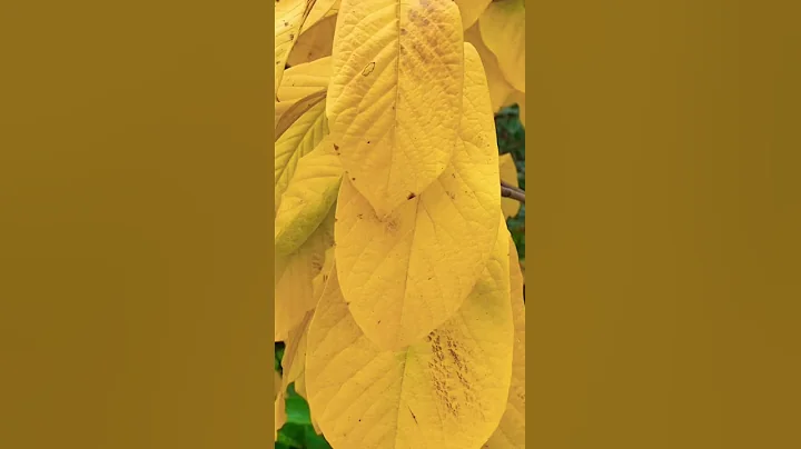 The Pawpaw Tree in Late Autumn: a Glorious Golden Display