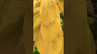 The Pawpaw Tree in Late Autumn: a Glorious Golden Display