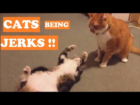 cats-being-funny---cats-can-be-jerks-!