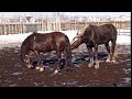 #Лошади#кони#Жеребец Производитель ищет подругу