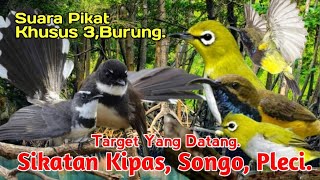 SUARA PIKAT,‼️ BURUNG SIKATAN KIPAS, KOMBINASI SOGON PLECI, AMPUH..