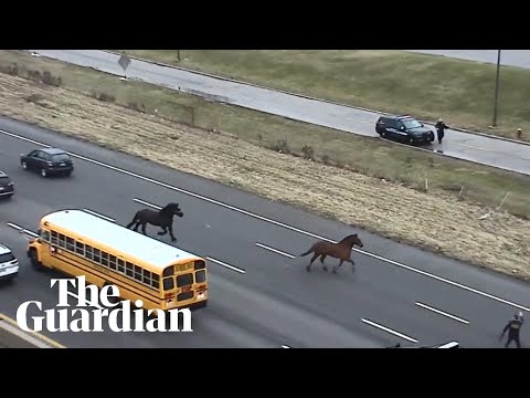 Escaped police horses make getaway down longest highway in the US