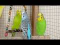 3 Hours of Budgies Singing: Relaxing Nature Sounds for Stress Relief