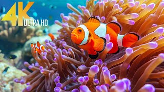 Aquarium 4K VIDEO (ULTRA HD) 🐠 Beautiful Coral Reef Fish - Relaxing Sleep Meditation Music