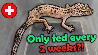 This Leopard Gecko Almost Starved to Death