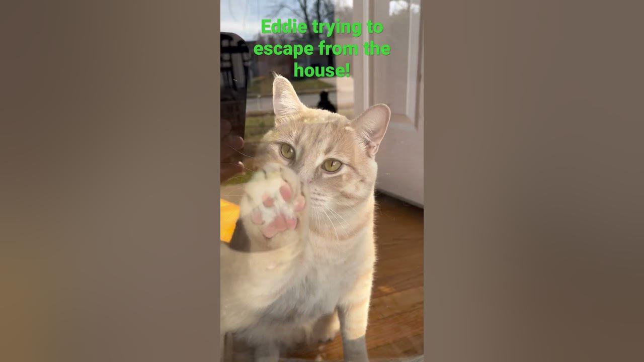 Indoor cat if your indoor cat CONSTANTLY wants to go