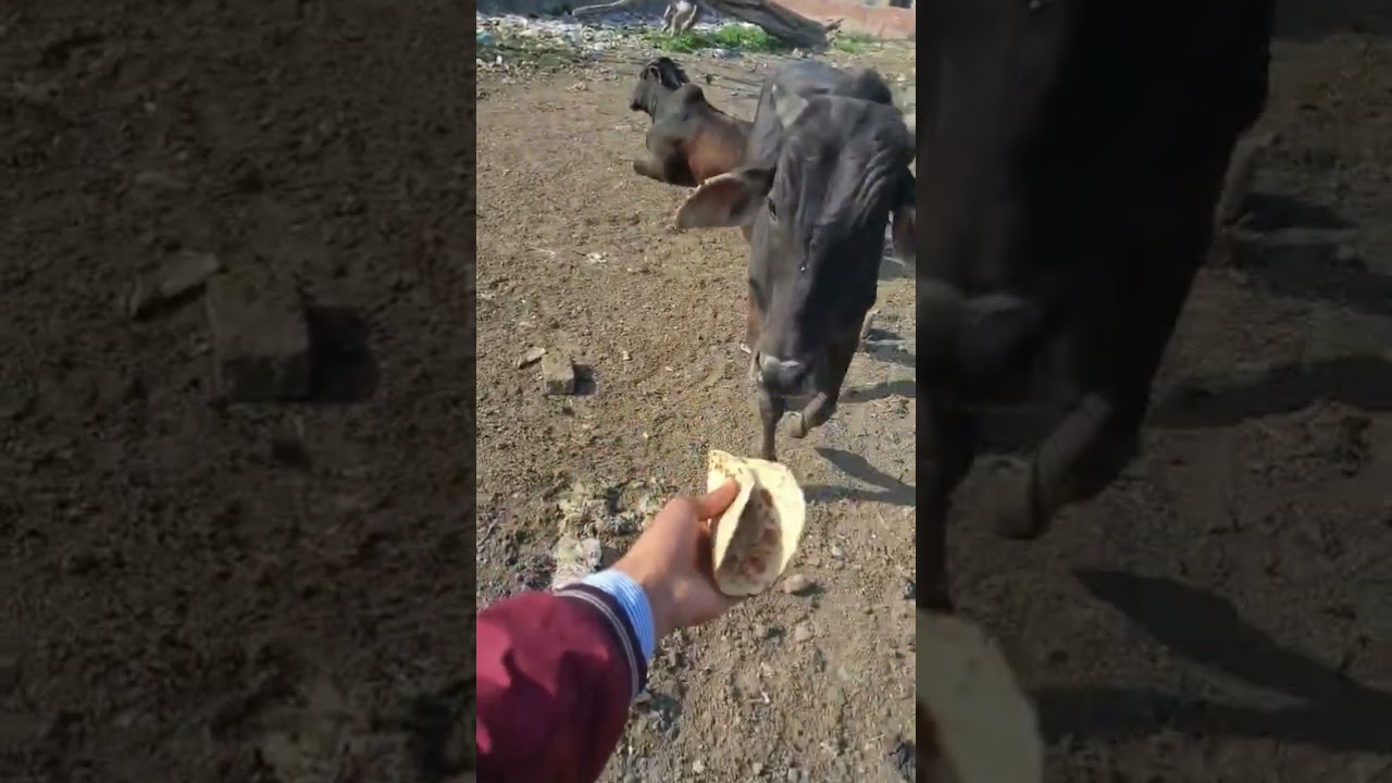 choti choti Gaiya 🐄🍼