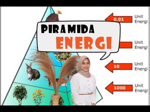 Video: Apa piramida energi yang berguna untuk memprediksi?