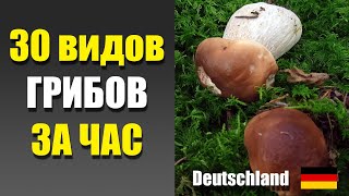 картинка: Грибы в Германии 2025. 30 ВИДОВ ГРИБОВ ЗА ЧАС! Грибной квест 