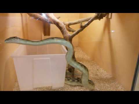 Python améthyste en balade,  à la ferme des reptiles