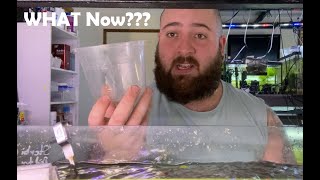 My Corys Laid Eggs, What Do I DO Now.?? by Norbitts Adventures 17,386 views 2 years ago 11 minutes, 45 seconds