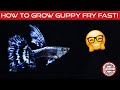 HOW TO GROW GUPPY FRY FAST #guppycentral #guppygrowfast #howto
