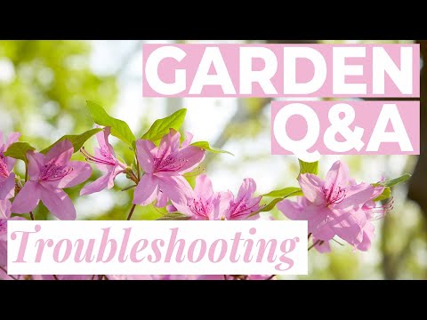 Spring Q&A | Controlling Daylilies | Blackberry Leaf Rust | Rose Rosette Disease | Preventing Slugs