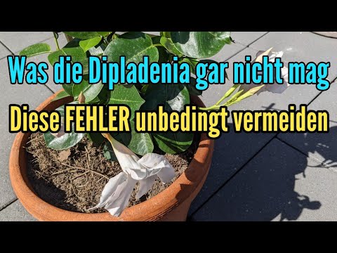 Video: Meine Mandevilla-Pflanze blüht nicht - Fixes für eine nicht blühende Mandevilla