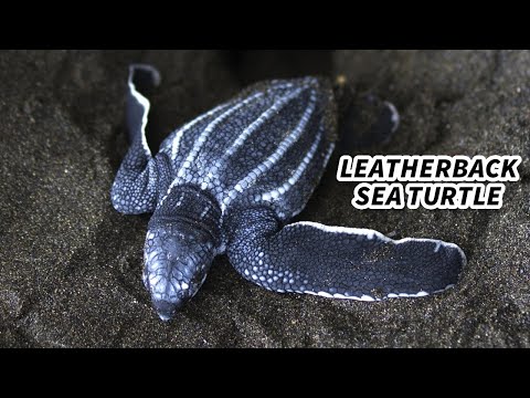 Video: Leatherback turtle: description, habitat, lifestyle, interesting facts