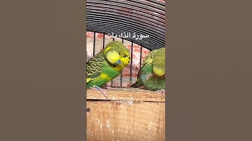 #سورة_الذاريات #قرآن #عبدالباسط_عبدالصمد #مصر #امريكا #quran #birds #budgies #america #lovebirds