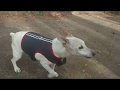 Gordon, our 18 year old Jack Russell terrier, happy about something