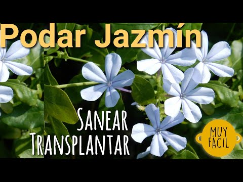 Video: Recortar jazmín estrella - Cómo podar plantas de jazmín estrella en el jardín
