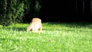 Blind Golden Retriever Training - Columbo