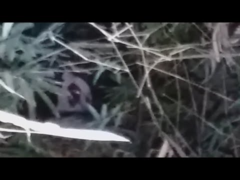 17+ Foto Hantu Mata Berdarah - Gambar Kitan