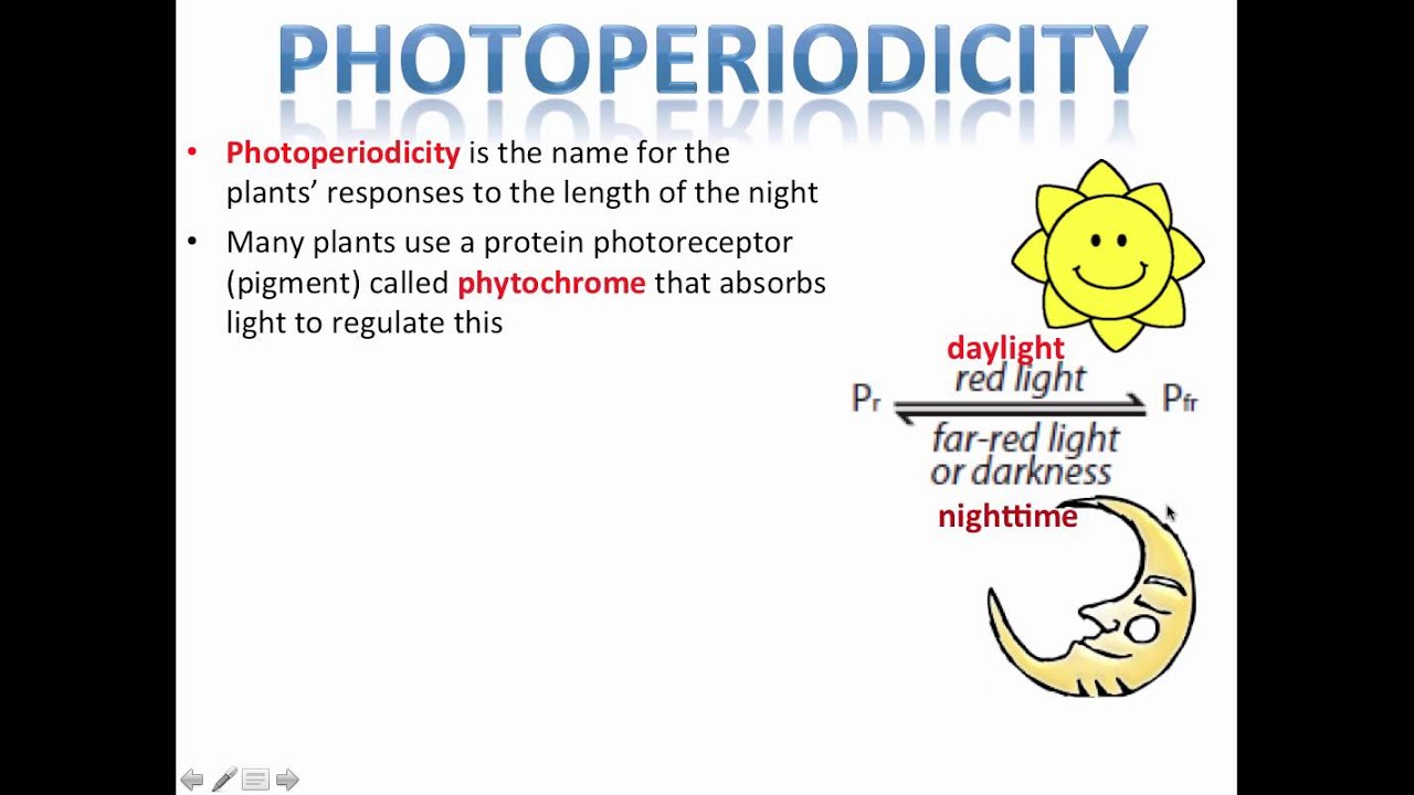 Photoperiodism (IB Biology) - YouTube