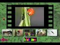 Two Ladybugs Movie from Kids Zoo A Baby Animal Adventure MS-DOS/Packard Bell Version