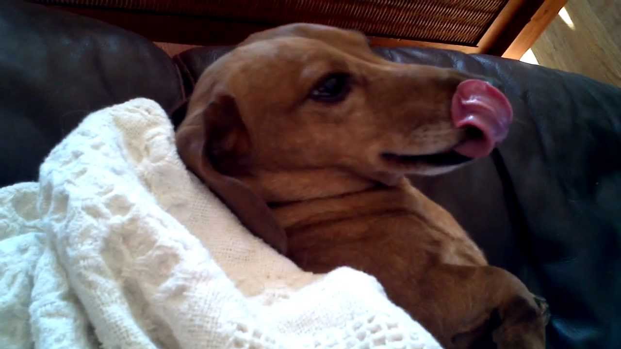 Happy Husky Weiner Dog SMILES!! YouTube