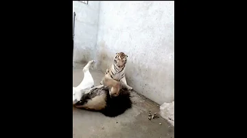 الاسد المذنب ضد النمر ارجوا الاشتراك بالقناة 