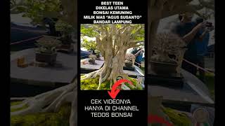 Download Lagu 𝙱𝚘𝚗𝚜𝚊𝚒 𝙺𝚎𝚖𝚞𝚗𝚒𝚗𝚐 𝙱𝚎𝚜𝚝 𝚃𝚎𝚎𝚗 𝙳𝚒𝚔𝚎𝚕𝚊𝚜 𝚄𝚝𝚊𝚖𝚊 𝙿𝚊𝚖𝚗𝚊𝚜 𝙱𝚎𝚐𝚊𝚠𝚒 2 #bonsaikemuning #shorts MP3