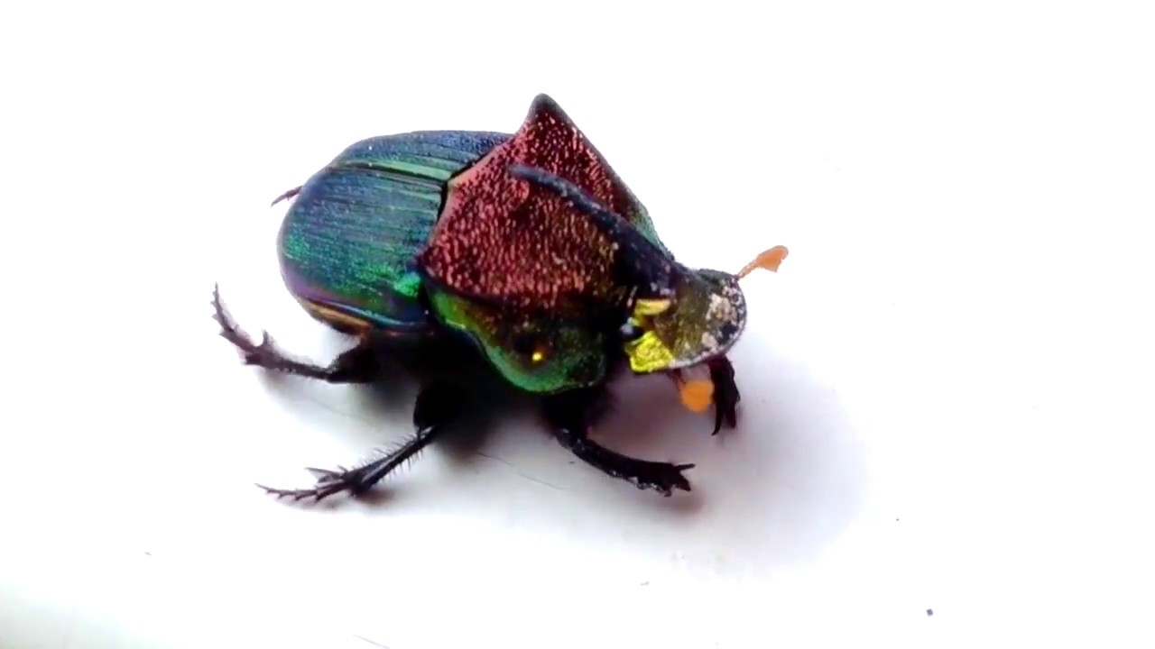 Phanaeus vindex: the Rainbow Scarab