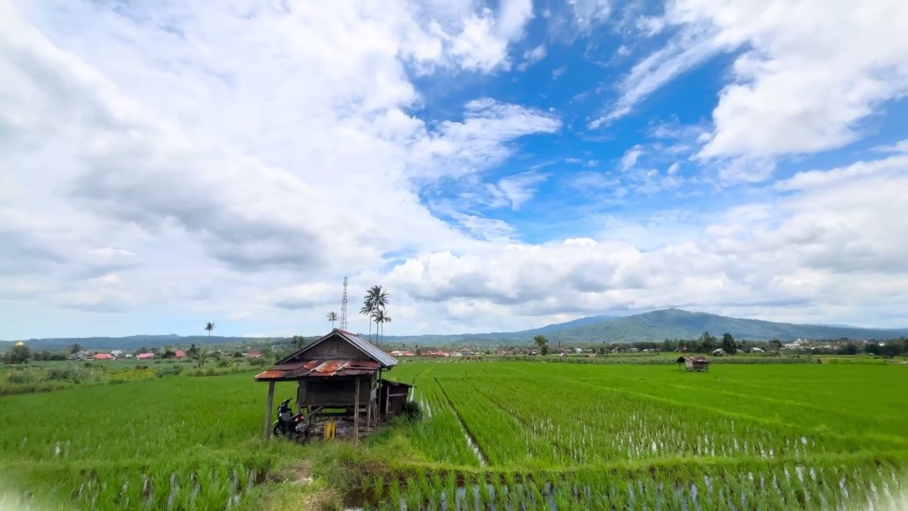 DESA PULO GETO | PERSAWAHAN SISTEM TERMEN 