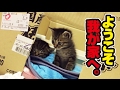 捨て猫2匹との素敵な出逢い　〜 wonderful story with two protected kittens.〜